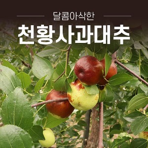 10월 한정판매 초고당도 천황 사과 대추 1kg/2kg